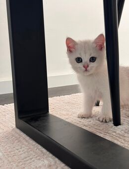 BKH Kitten Silver Shaded - Castrop-Rauxel