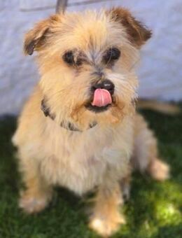 Manolito1 charmanter Wuschel! 10/20 ESP - Ruppertsecken