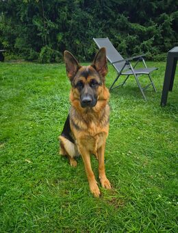 Deutscher Schäferhund - Herford (Hansestadt)