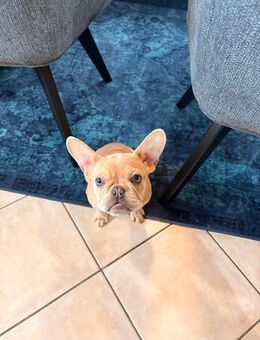 Französische Bulldogge - Tittmoning