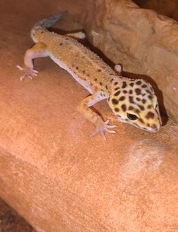 Leopardengecko Weiblich - Verl Kaunitz