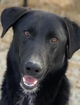 Frizelbliz, geb.ca.03/2021, Griechenland - Markdorf