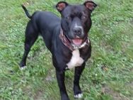 Amstaff - Wolfdpitzmischlinge - Eisenberg (Thüringen)
