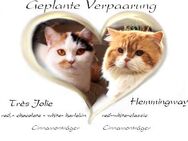 BKH & BLH Kitten auch semilanghaar sind geplant.Mit Stammbaum! - Suderburg