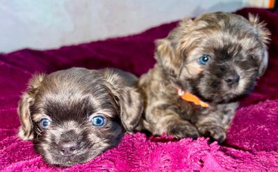 Shih-Tzu/Malteser Mix Welpen