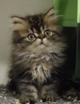 Wischi & Waschi , lebt in 48683 Ahaus - Markdorf