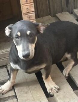 Genki sucht ein Zuhause - Olfen