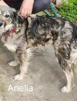 Anella-eine Zuckerpuppe durch und durch - Overath