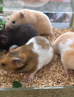 Goldhamster weiblich - Altötting