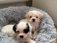 Bichon Malteser - Rottenburg (Neckar)