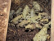 Bufo Alvarius/Colorado Kröte/Sonoran Desert Toad mittlere Größe 150,- € - Berkatal