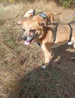 Findus, Familienhund/Schmusetier - Köln