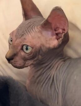⭐️Sphynx baby⭐️ - Trusetal