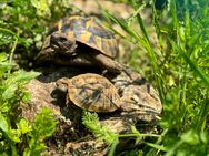 ❌SUCHE❌ THB aus 2022 Griechische Landschildkröte - Landsberg (Lech)