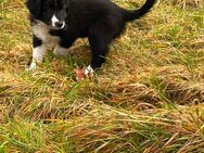 Border Collie Welpe - Auggen