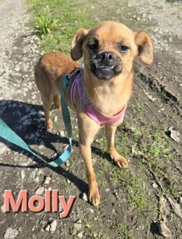 Molly mit dem entzückenden Unterbiss - Gießen