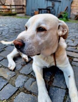 ZUHAUSE GESUCHT FÜR LAYLA - Karben