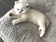 Reinrassige Bkh Kitten Junge❤️ - Simmern (Hunsrück) Zentrum