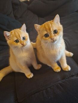 BKH Kitten black golden Shell ABGABEBEREIT mir Stammbaum - Hamm