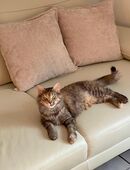 Traumkatze sucht Traum zuhause in 57462