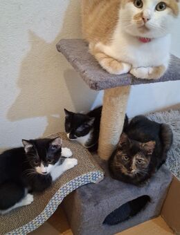 Babykatzen in guten Händen abzugeben - Würzburg