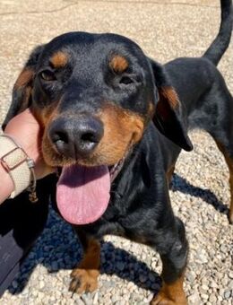 Beaufort- Jagdhund-Mix auf Heimatsuche💛 - München