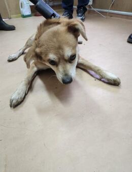 Sebastian sucht seine Familie - Steinhagen (Nordrhein-Westfalen)