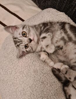 2 wundervolle Kitten suchen eine Familie - Alsdorf (Nordrhein-Westfalen)