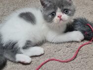 Britisch kurzhaar kitten mix - Wathlingen
