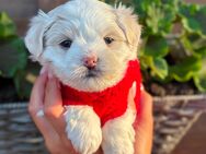 Zuckersüßer Herzensbrecher sucht dich. Malteser Chihuahua Welpen - Salzbergen