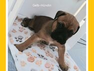 Schöne Bull mastiff/OEB Hündin sucht ein liebevolles Zuhause - Mölln (Mecklenburg-Vorpommern)