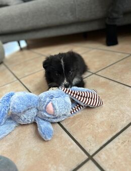 Australien Shepherd Mini + Zubehör - Olsberg Zentrum