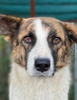 Orini, geb. ca. 07/2021, GRIECHENLAND - Euskirchen