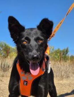 Yuna sucht ihre Familie - Kleinostheim