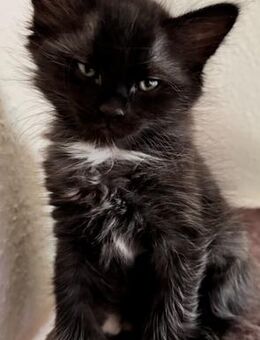 Maine-Coon Kitten Kater - Burgdorf (Landkreis Region Hannover)