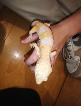 Leopardengecko männchen - Verl