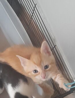 Katzen baby❤EHK - Gütersloh