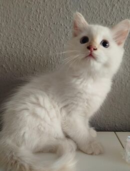 Britisch Kurzhaar - Ragdoll Mixe abzugeben - Magdeburg