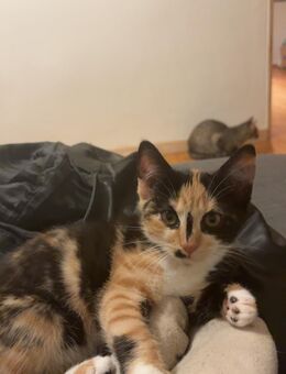 Süße Kätzchen abzugeben - Hachenburg Zentrum