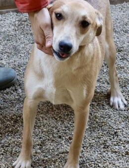 Lolita, zurückhaltend, gut verträglich - Westerholt