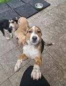 Mischlings welben in 42653