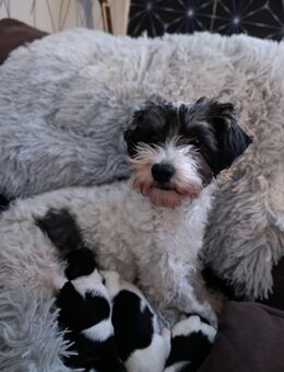 Biewer Yorkshire Terrier Welpen - Bad Schmiedeberg