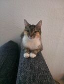 Glückskatze in liebevolle Hände abzugeben in 10409