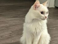 FeLV+ Katze Snowflake aus dem Tierschutz - Grevenbroich