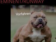 American pocket bully der Extraklasse - Sinsheim