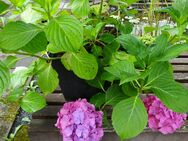 Hortensie Balkon Terrasse Beet Garten Pflanze - Wesseling