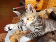 Hübsche Mai Kitten, Kätzchen bunt-getigert - Besitz