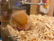 Goldhamster weiblich - Braunschweig