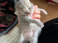 BKH Kitten Mädchen&Junge noch FREI!! - Göttingen