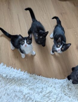 Kitten/ Katzenbabys - Neuwied